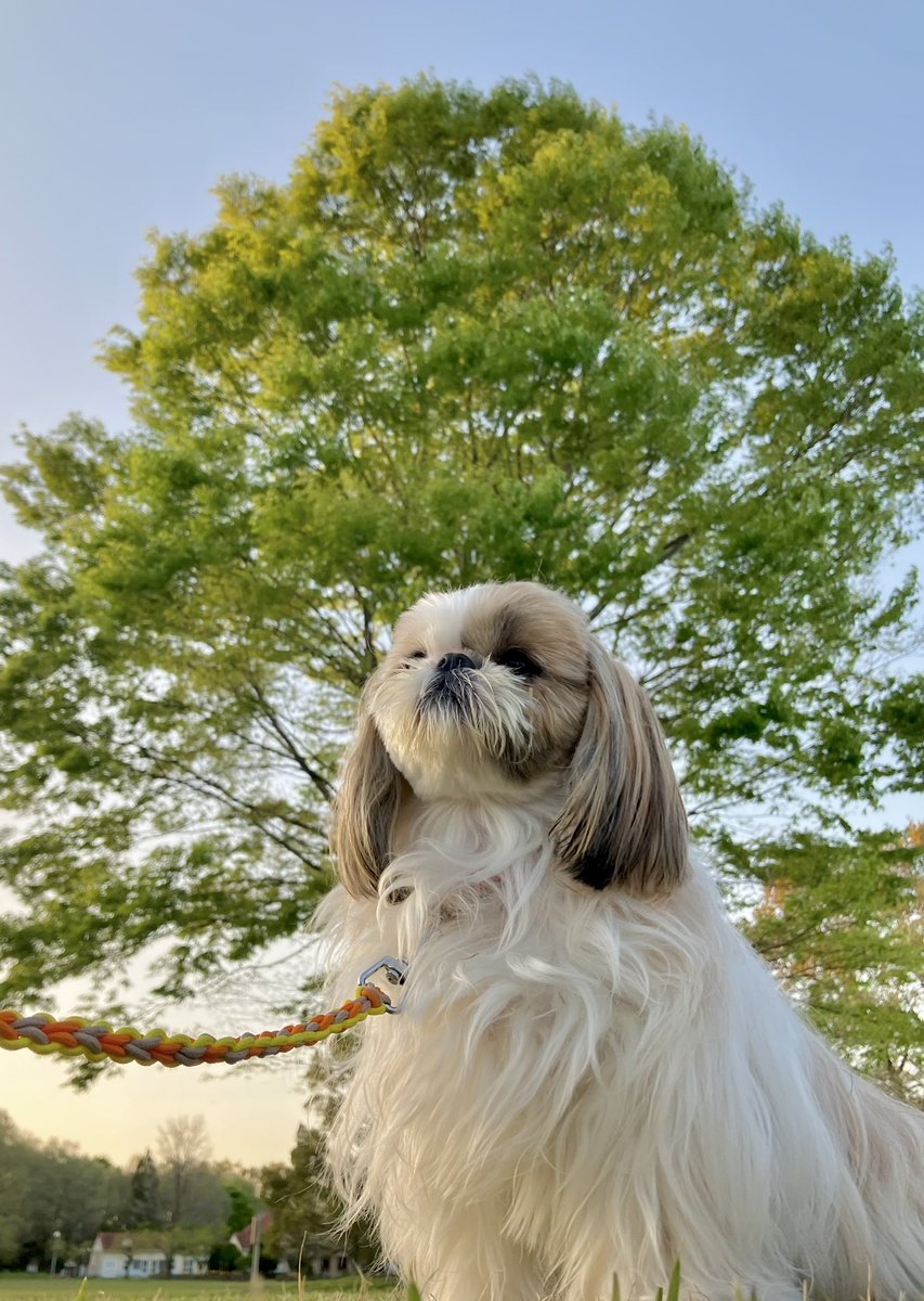 小顔シーズーこまちゃん tweet media