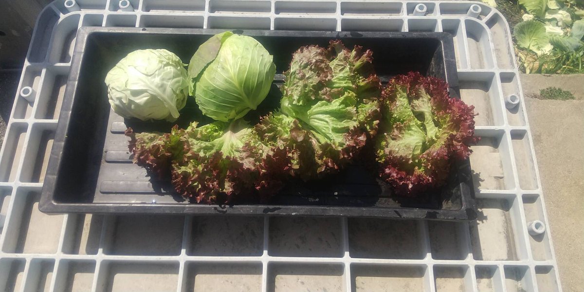 ゆうなお菜園🍅🍠 tweet media