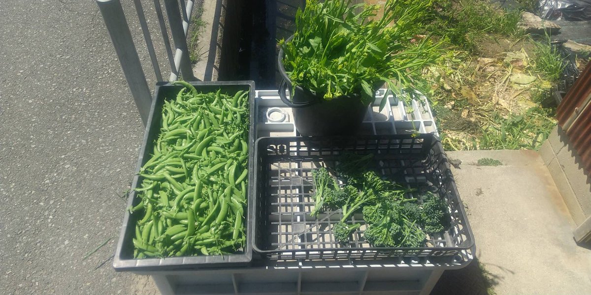 ゆうなお菜園🍅🍠 tweet media