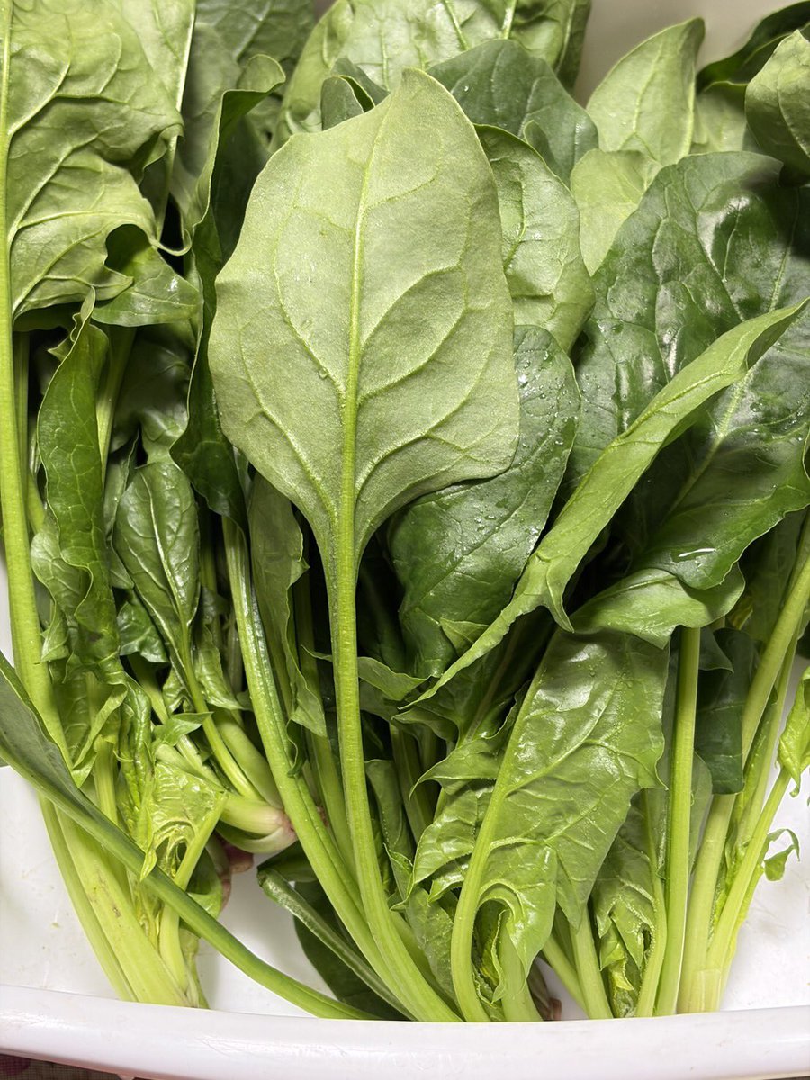 ゆうなお菜園🍅🍠 tweet media