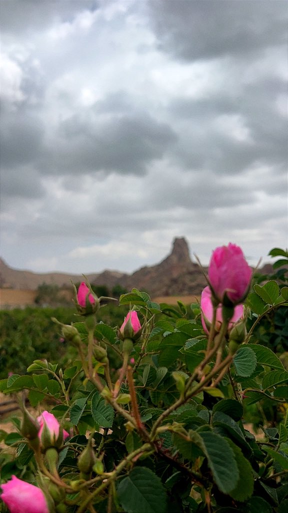 ابو جاسم { مـزرعـة بـثــرة} tweet media
