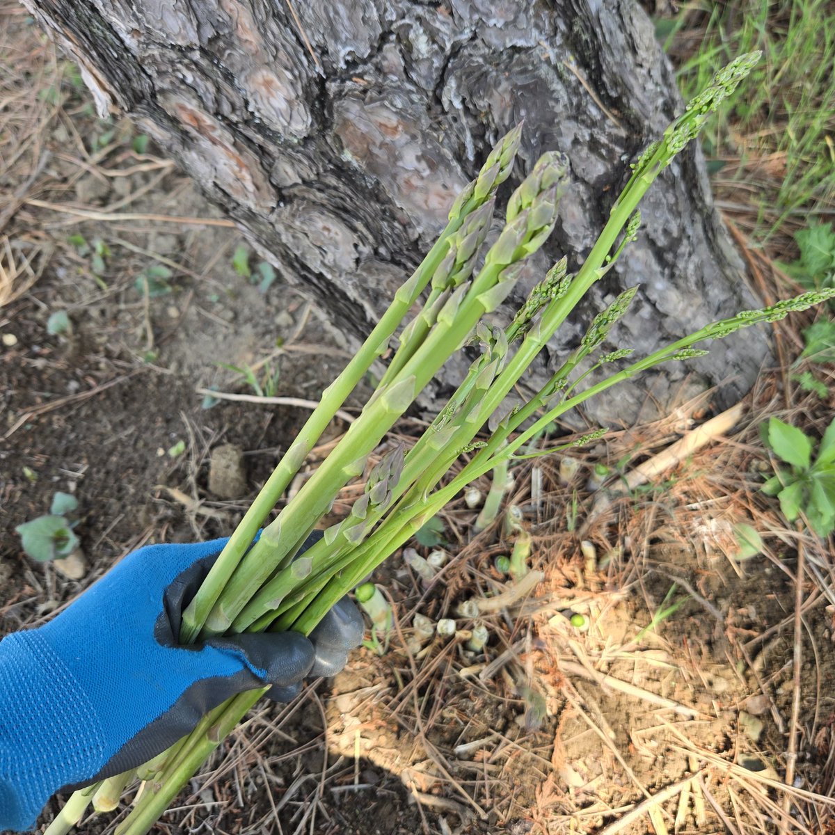 SaeCue's tweet image. うわ💦
こっちもすごい成長していた💦

毎日気を付けて見てないと👀

切口から水分が滴る✨

#アスパラガス #asparagus