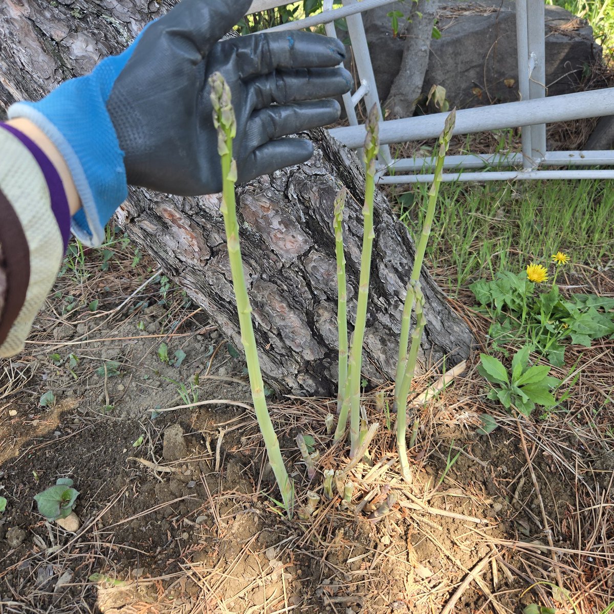 SaeCue's tweet image. うわ💦
こっちもすごい成長していた💦

毎日気を付けて見てないと👀

切口から水分が滴る✨

#アスパラガス #asparagus