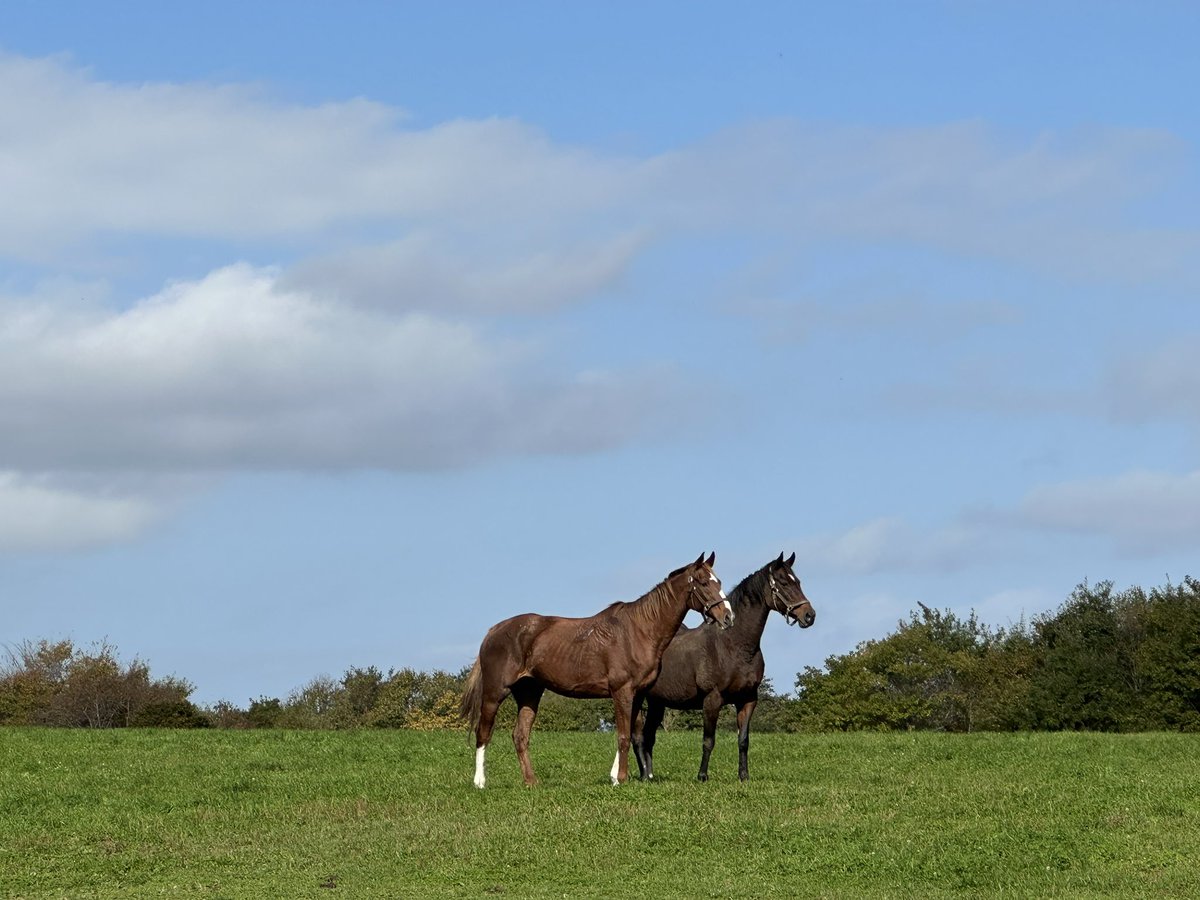 Yogiboヴェルサイユリゾートファーム tweet media