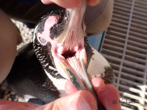 オカタヌキ /漫画・イラスト描いてます tweet media