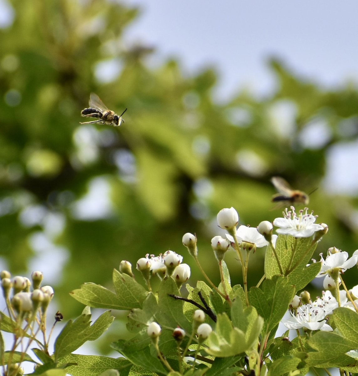 kirsten_fernand's tweet image. #InsectThursday busy bee, no time to waste! 🐝 #NaturePhotography #bee #photography
