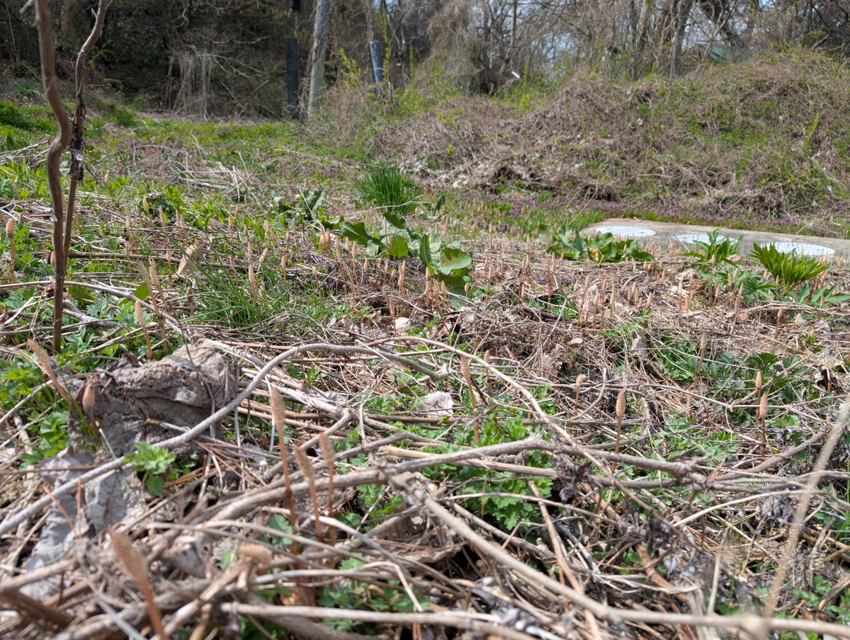 東北大学浅虫海洋生物学教育研究センター tweet media