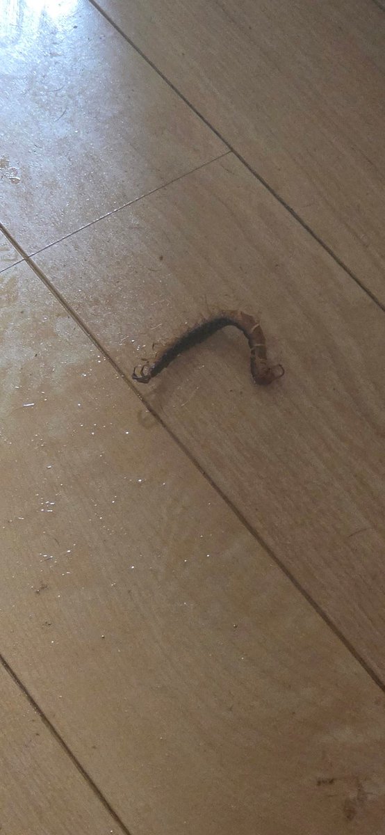 おまえ、優秀だなフマキラー
ムカデ2分で死んだわ