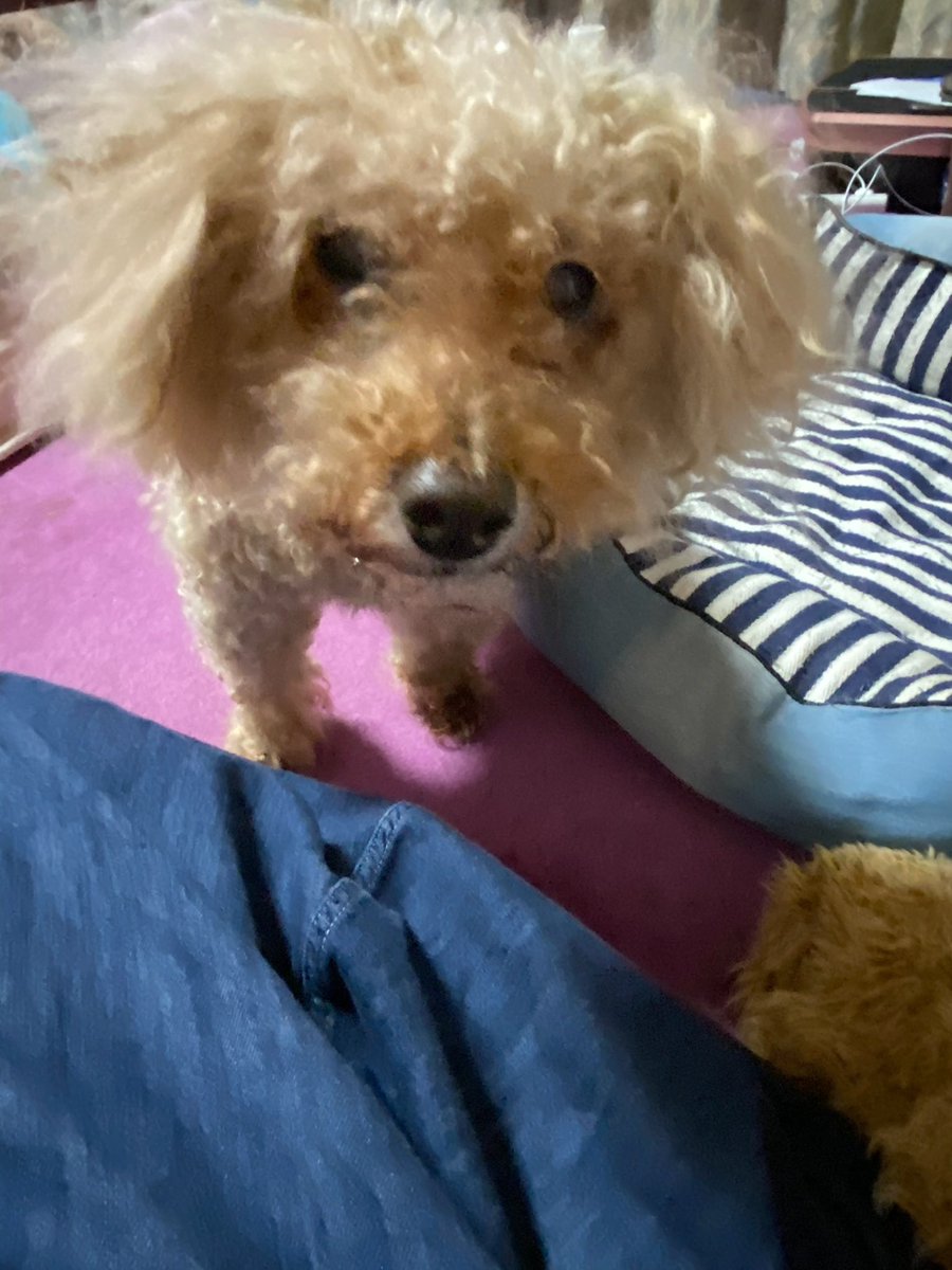 なるみ/ピッキー🐶 tweet media