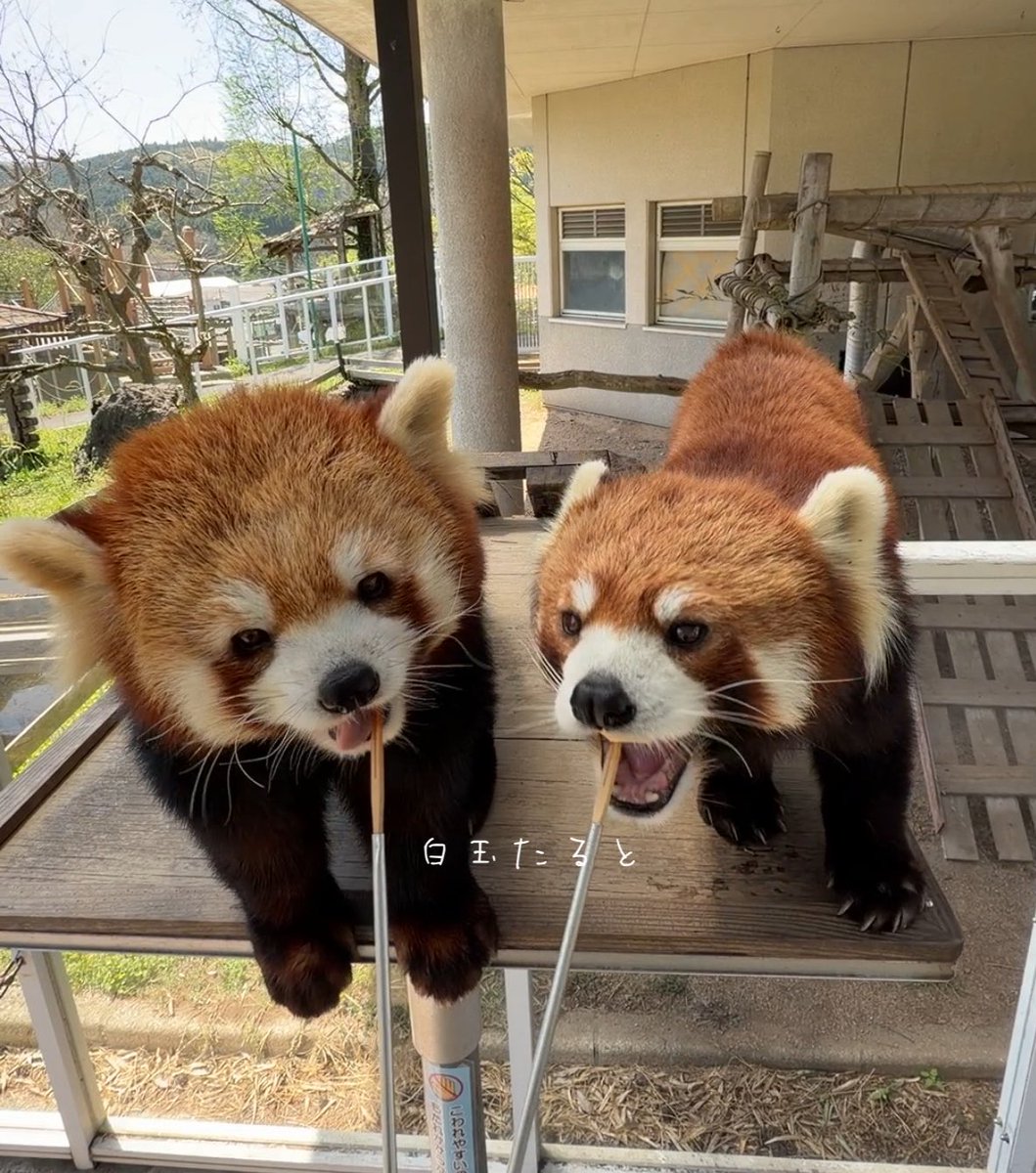 詠影ꕤ白玉たるとꕤ tweet media