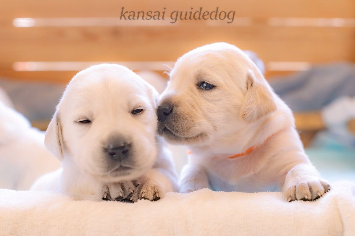 関西盲導犬協会 tweet media