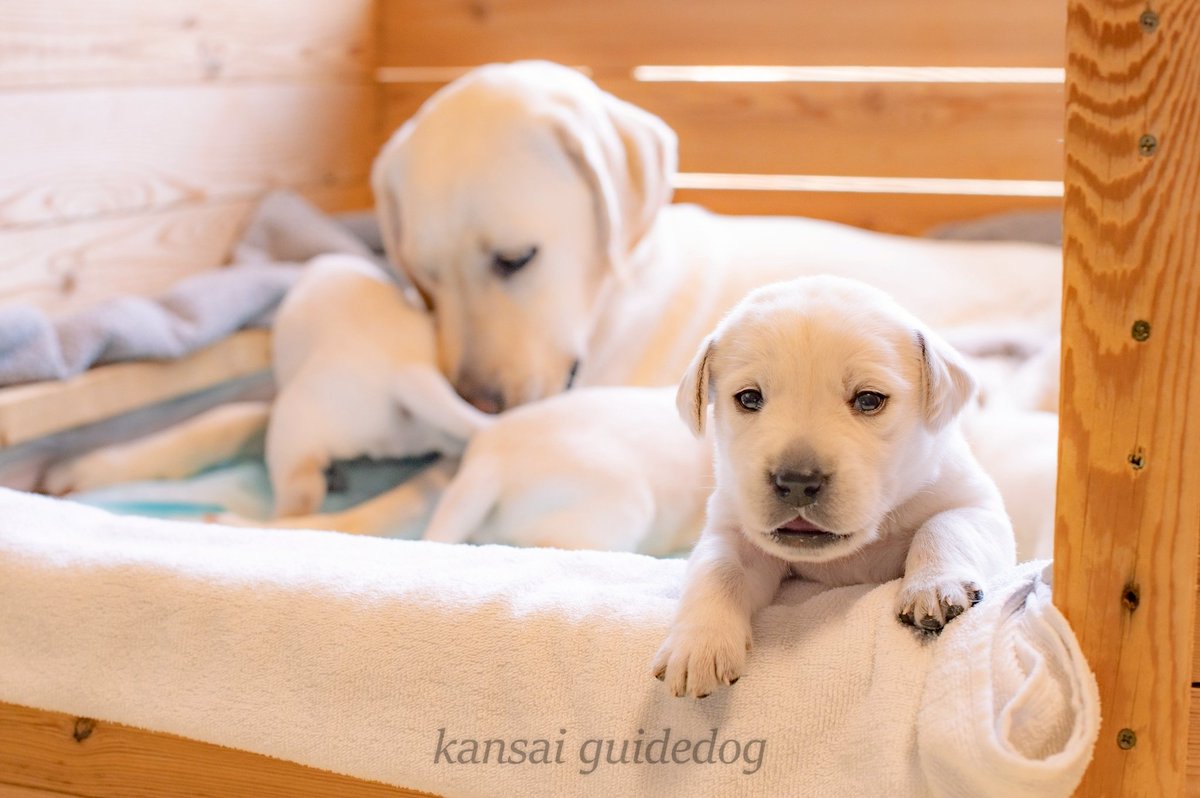 関西盲導犬協会 tweet media