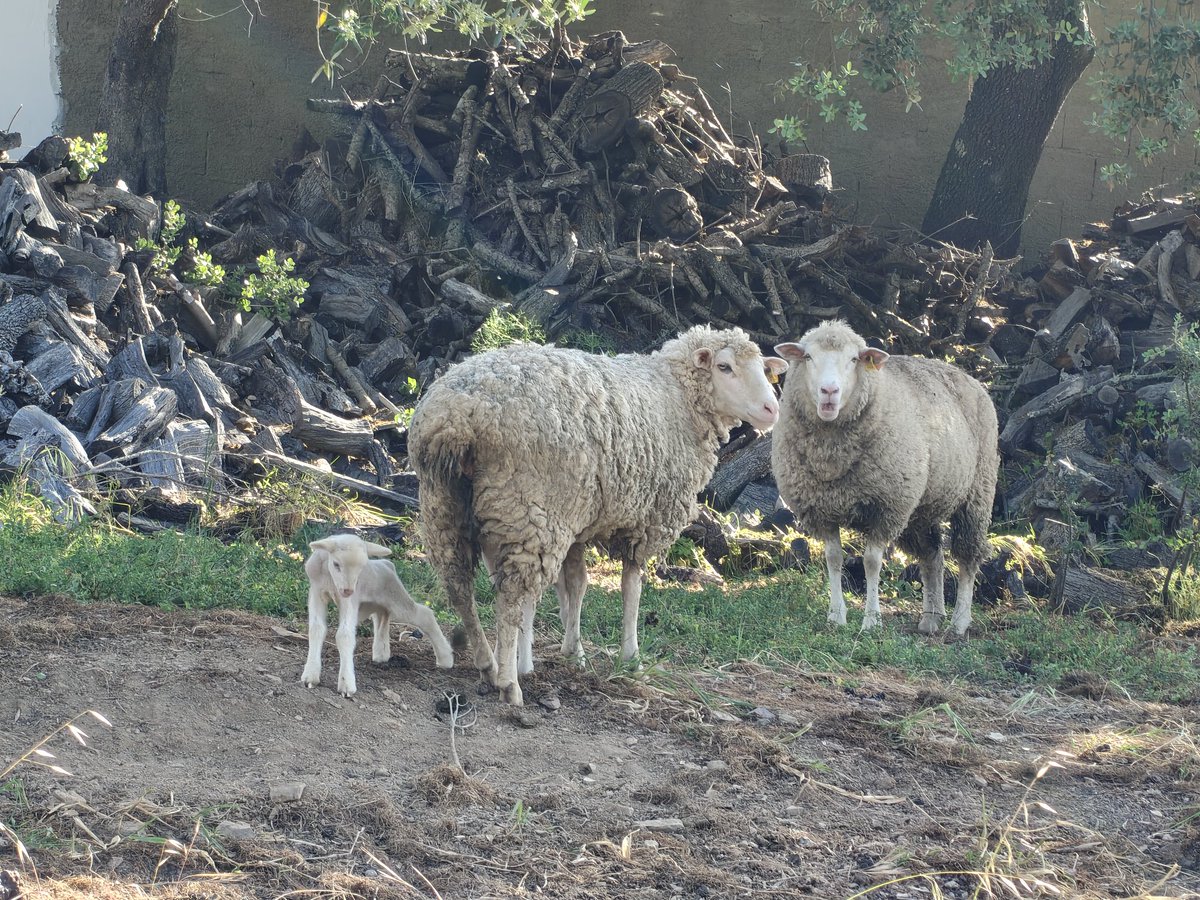 Caneleiras d'Cortiça tweet media