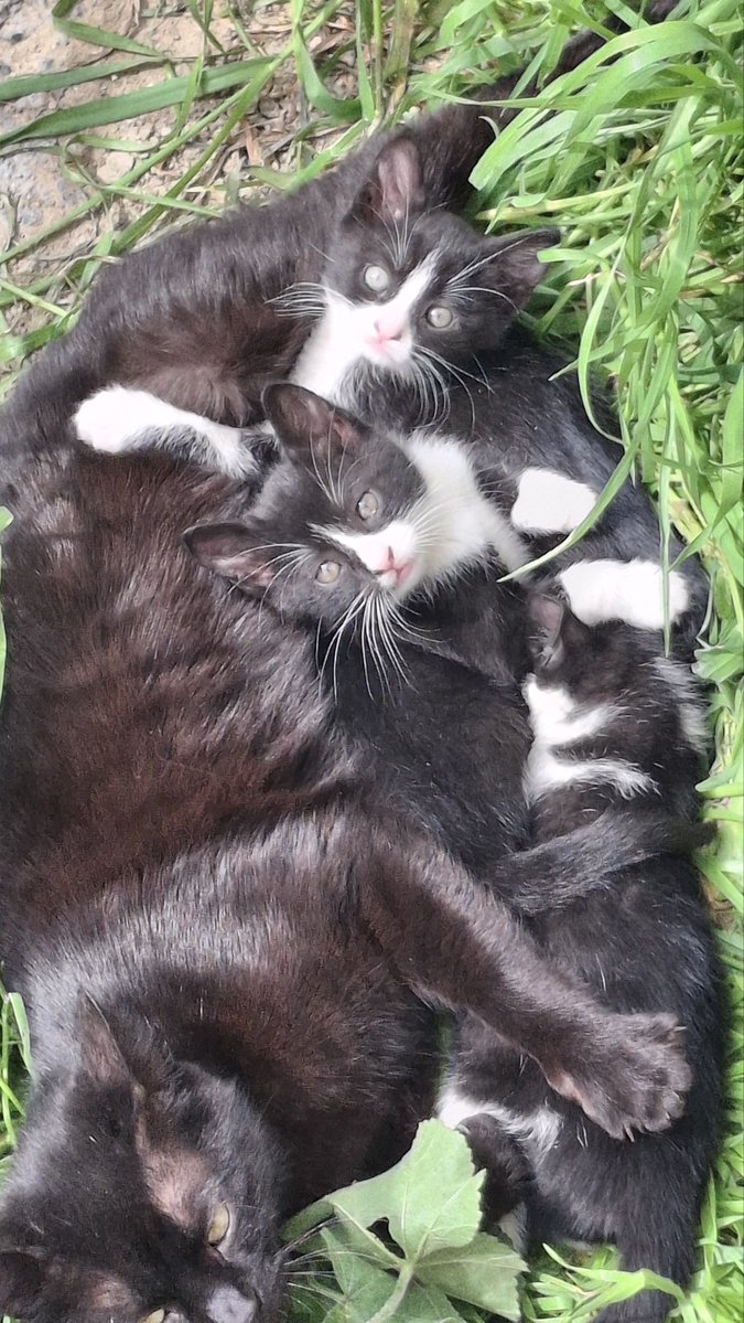 s.e.m.a.EST tweet media