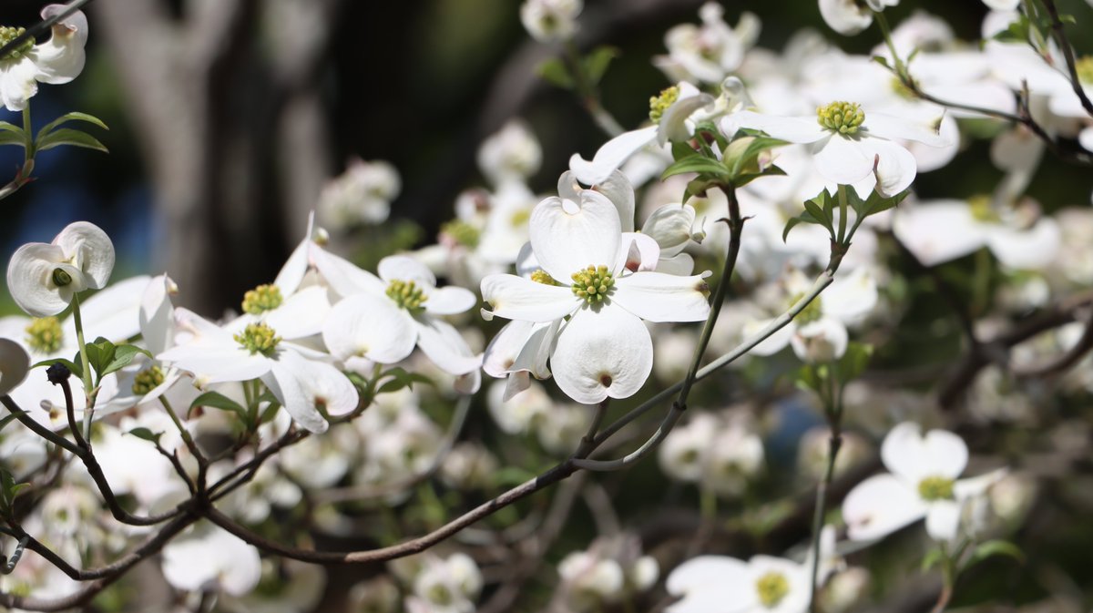 長居植物園 tweet media