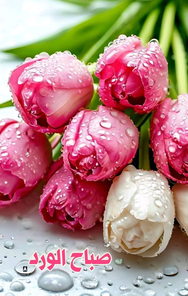 ❤️Rafed ❤️🇮🇶❤️رافِــــد❤️ рафд tweet media