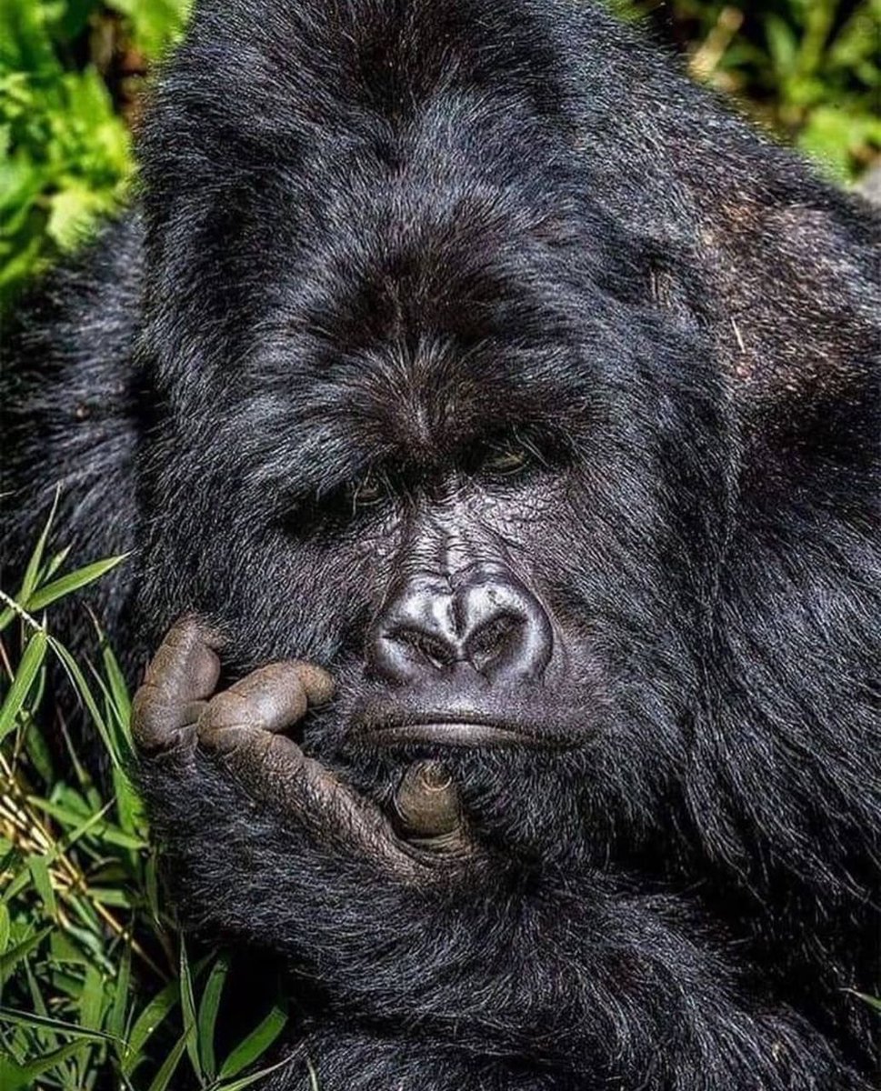 NjuguTours's tweet photo. What do you think this chap is thinking about?. Allow me ask also, are you being looked at or not?, what's your answer?

Book your next mountain gorilla adventure with us and face reality heads on.

#gorilla #gorillatrekking #karibu #gorillas #gorillamating #thinking https://t.co/SGRXMV3URS