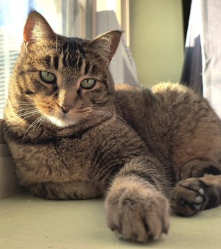 👉🏽SENIOR ALERT🙏🏾PLEASE SHARE
💘Sweet 12.11YO #Senior Brown #Tabby Kitty "TIGER"💘
🥠Needs A Loving🏠 #FureverHome🏠
▶wecareanimalrescue.org/adoptable-cats…
🙏🏽#Adopt #AdoptDontShop #AdoptASeniorCat
#NAPA #SaintHelena, #CA #Norcal 
<a href="/wecare_rescue/">WeCareAnimalRescue</a> #RehomeHour #US #Cats