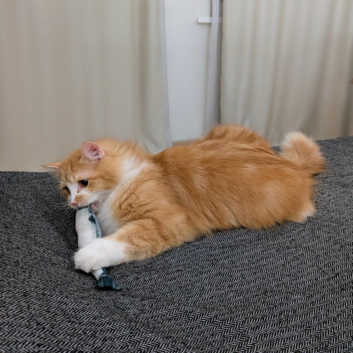 Rony Robber ☮ tweet media