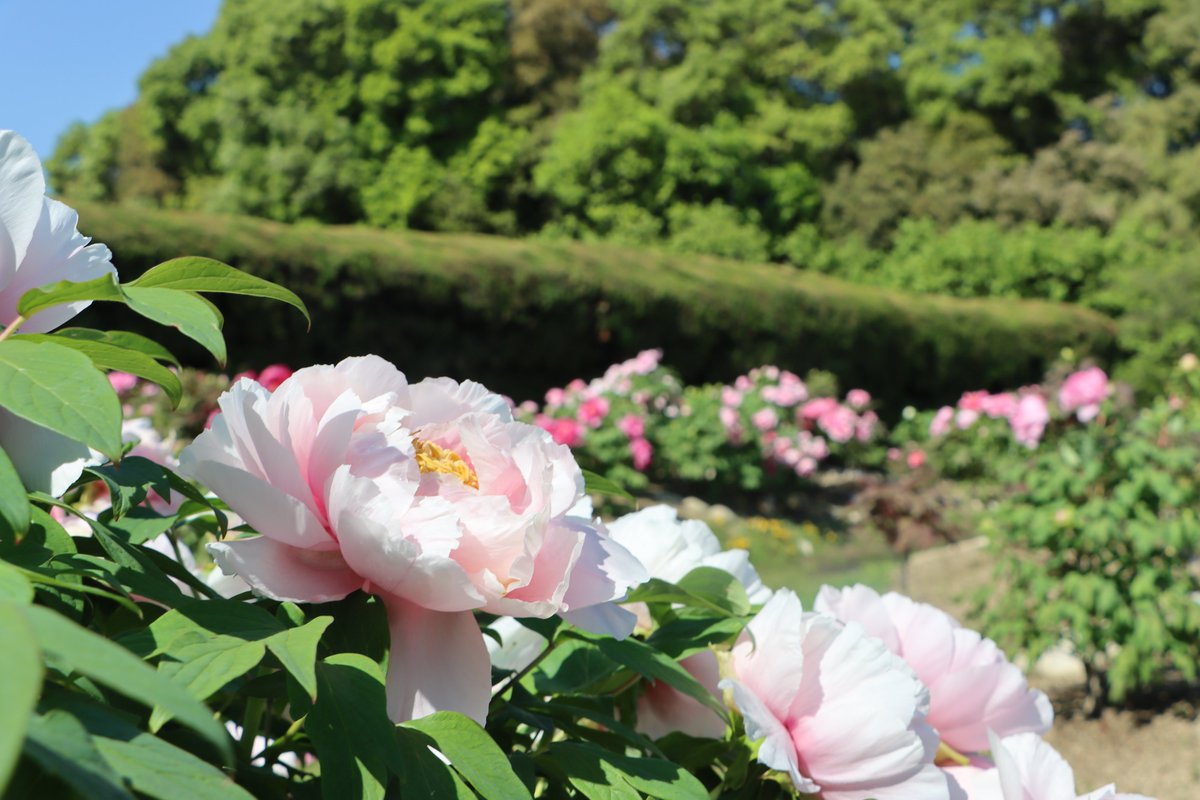 長居植物園 tweet media