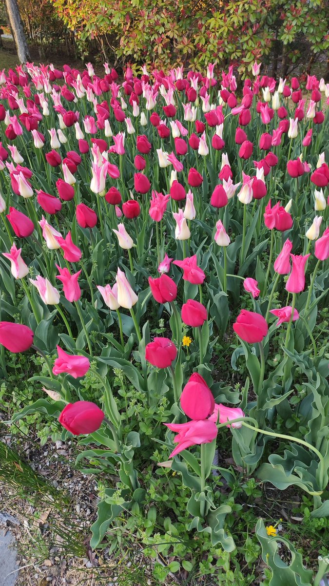 佐野ちゃん tweet media