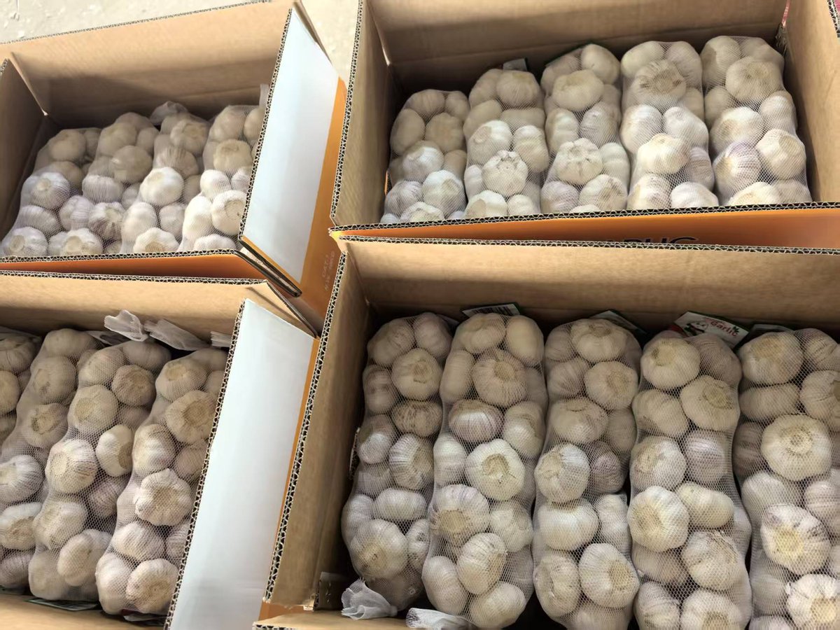 shandonggalaxy's tweet image. 🚢 New shipment loaded with garlic, onions &amp;amp; chestnuts—export-ready for global B2B buyers.

📧 shandonggalaxy6@gmail.com
🌐 sd-galaxy.com

#shandonggalaxy #shipment #b2b #export #freshproduce