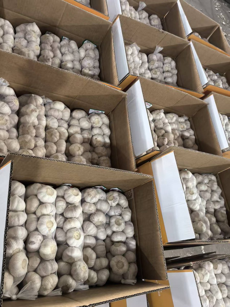 shandonggalaxy's tweet image. 🚢 New shipment loaded with garlic, onions &amp;amp; chestnuts—export-ready for global B2B buyers.

📧 shandonggalaxy6@gmail.com
🌐 sd-galaxy.com

#shandonggalaxy #shipment #b2b #export #freshproduce