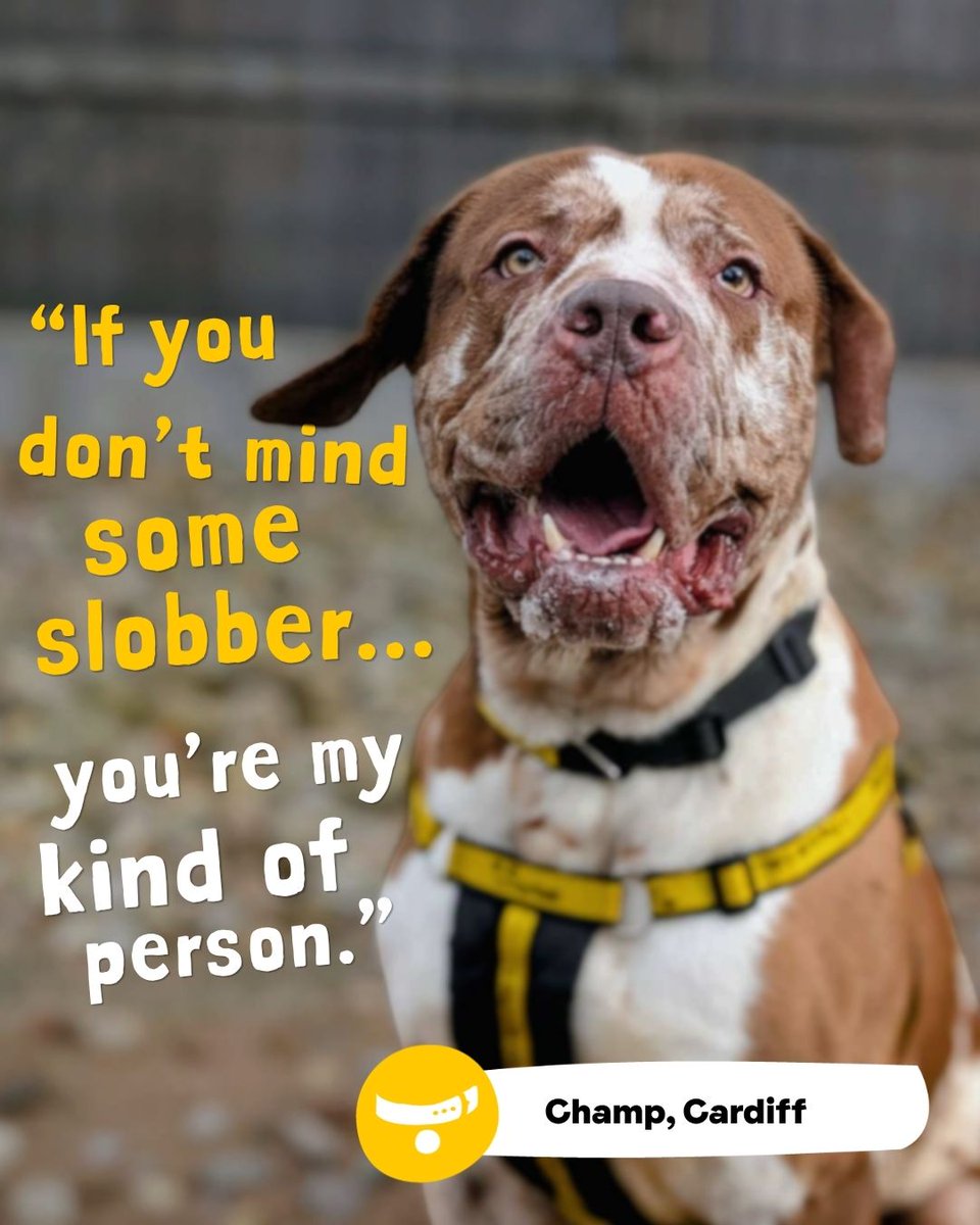 Dogs Trust 💛🐶 tweet media
