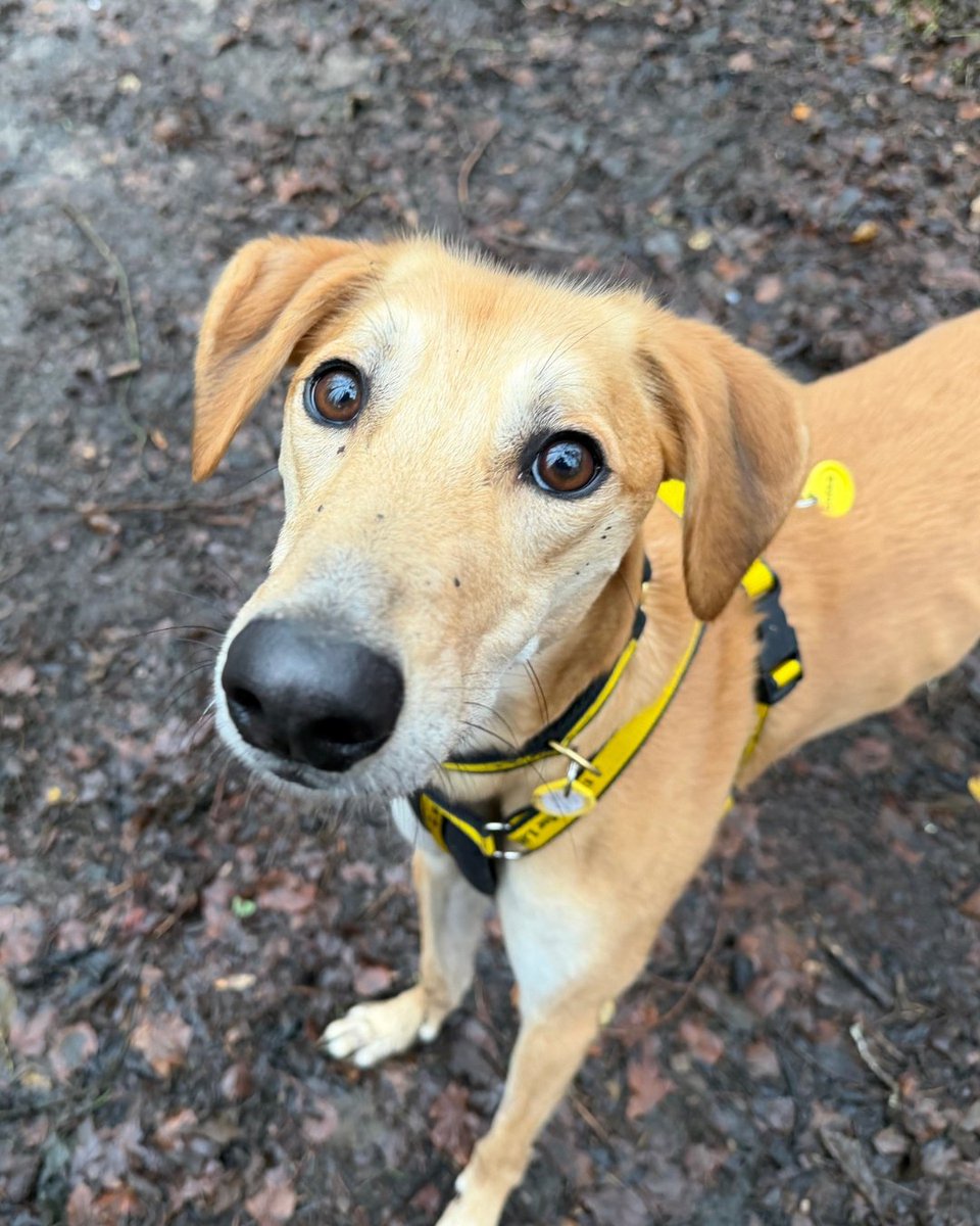 DT_WestCalder's tweet image. Swipe to see Lucas' two moods... 🤪 vs 👼

He truly is the best boy who is is equal parts goofy and angelic💛🥺

Check out his profile today! bit.ly/4nMC7d5

@dogstrust
#adoptdontshop
#adogisforlife
#dogstrustwestcalder