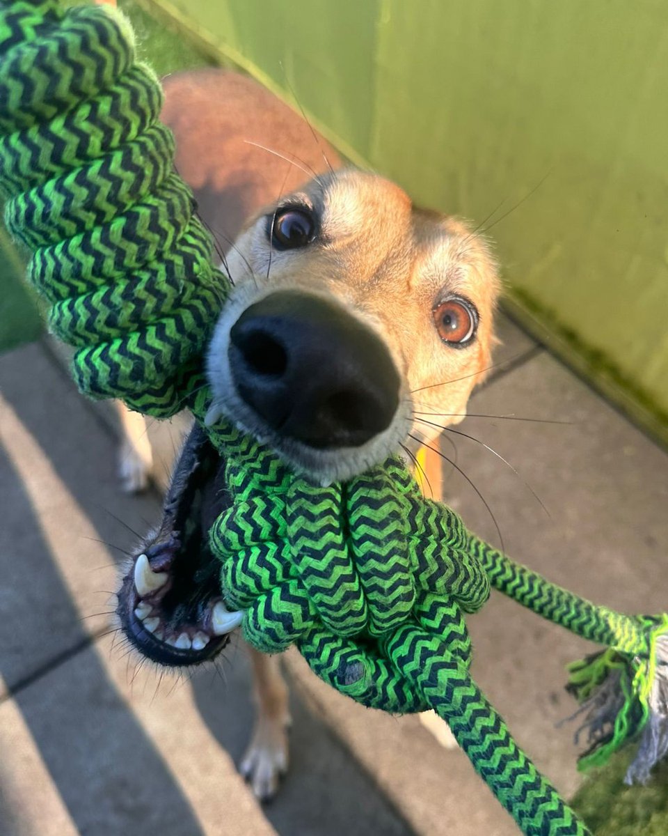 DT_WestCalder's tweet image. Swipe to see Lucas' two moods... 🤪 vs 👼

He truly is the best boy who is is equal parts goofy and angelic💛🥺

Check out his profile today! bit.ly/4nMC7d5

@dogstrust
#adoptdontshop
#adogisforlife
#dogstrustwestcalder