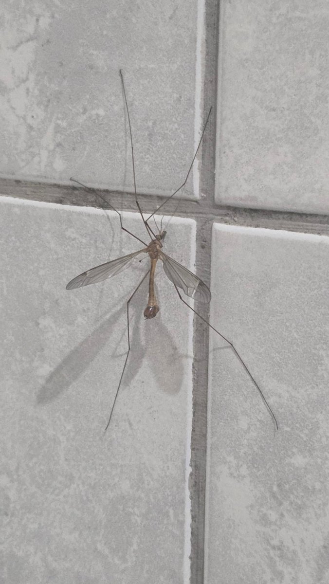 Project Hail Tofu tweet media