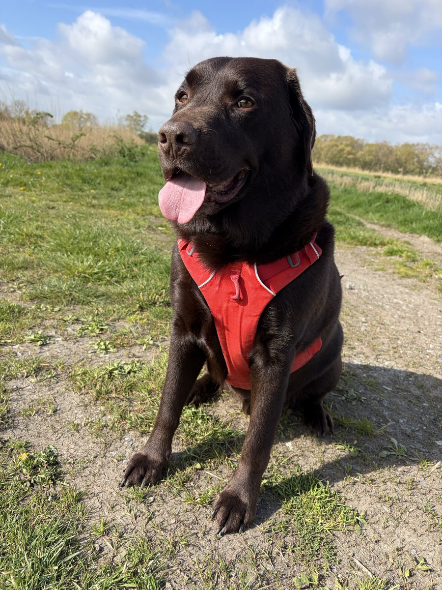 Becks and Charlie Brown tweet media