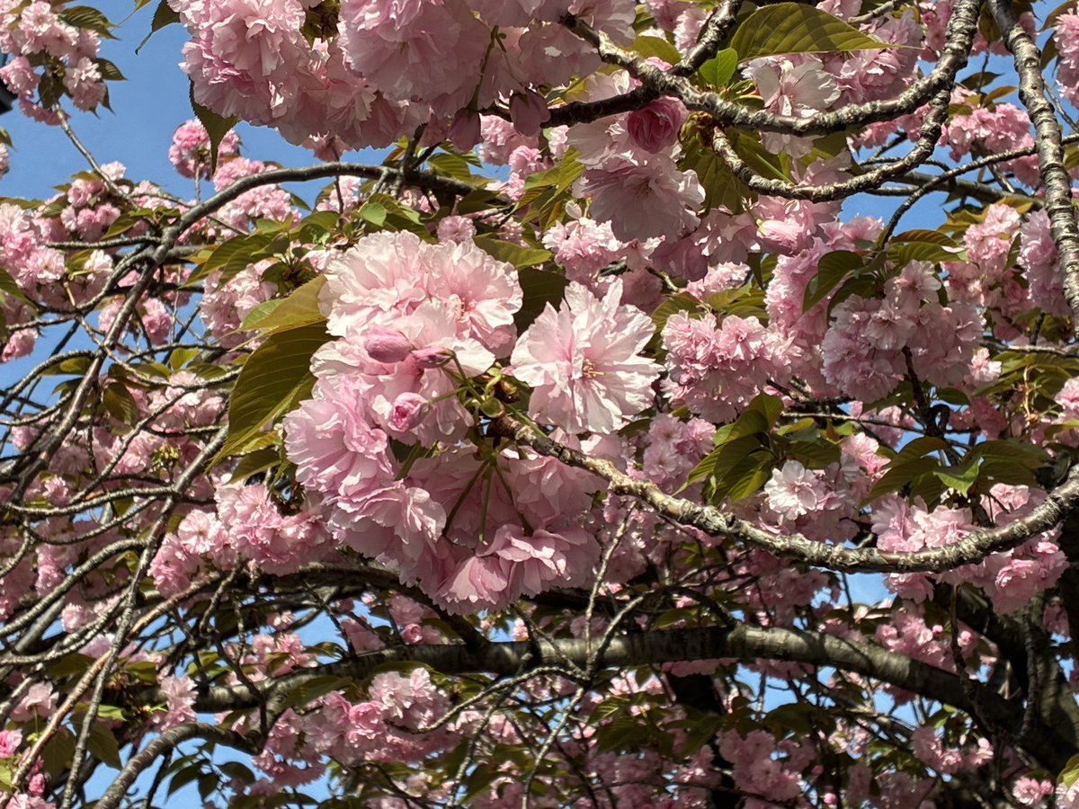【今年の目黒川の桜🌸】
都内でも桜の名所として人気の目黒川の桜が今年も咲きました🌸
桜の写真を撮る観光客の方がたくさんいらっしゃいました✨
ソメイヨシノはすっかり葉桜になってしまいましたが、川沿いの八重桜はまだきれいに咲いています！