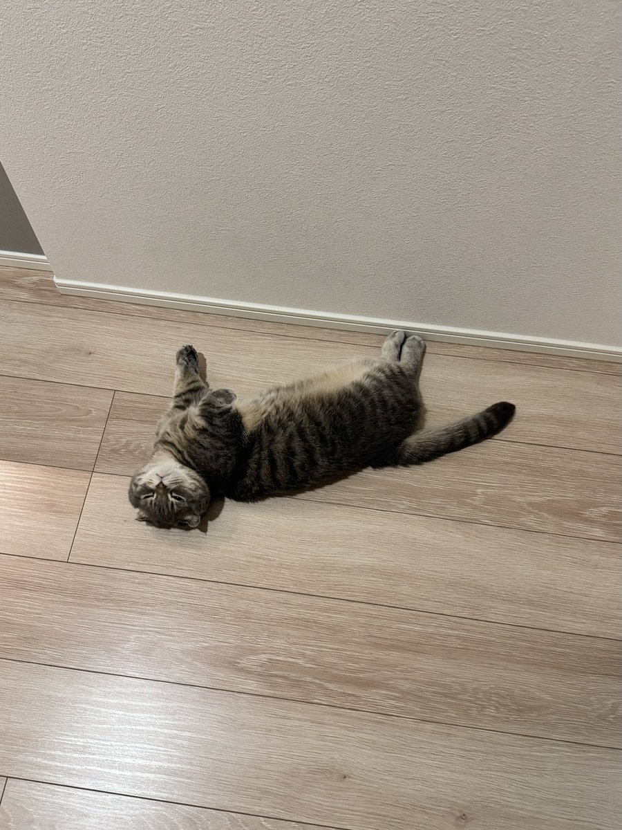 shake_1121's tweet image. 今日も猫落ちてた😀