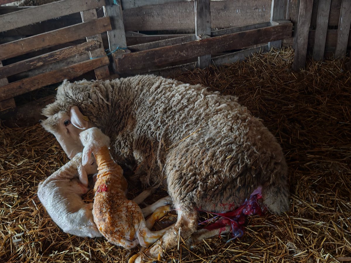 Aleksandar Kutlešić tweet media