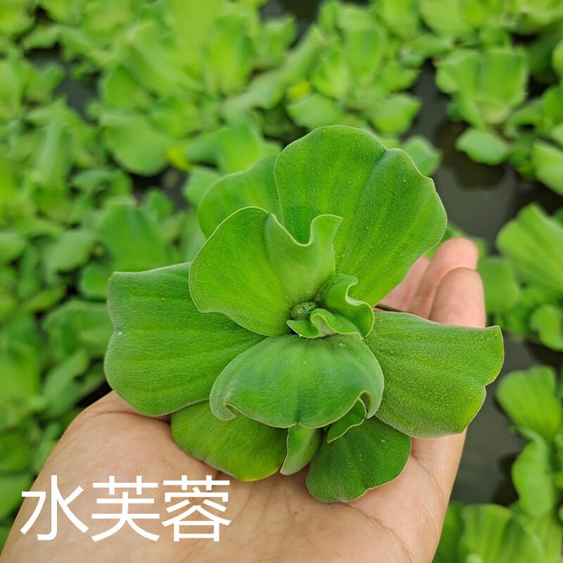 Дмитрий Донской tweet media