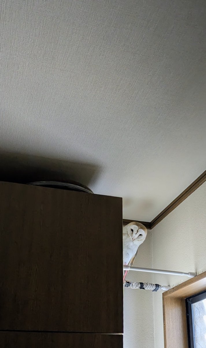 imaima（いまいま） tweet media