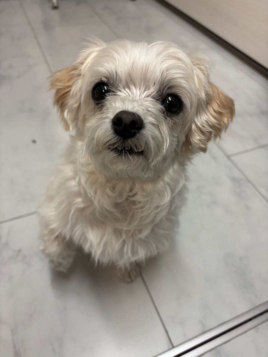 sho_rose's tweet photo. ももちゃんビフォーアフター☺️💕
どっちもかわいい
#マルプー #今日のももちゃん https://t.co/p35ugymkUP