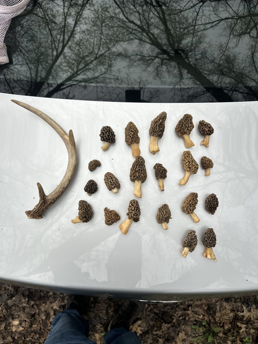 Molnar93's tweet image. It rained on us for about an hr today,,, it didnt change a thing

#ohio #morels #deershed