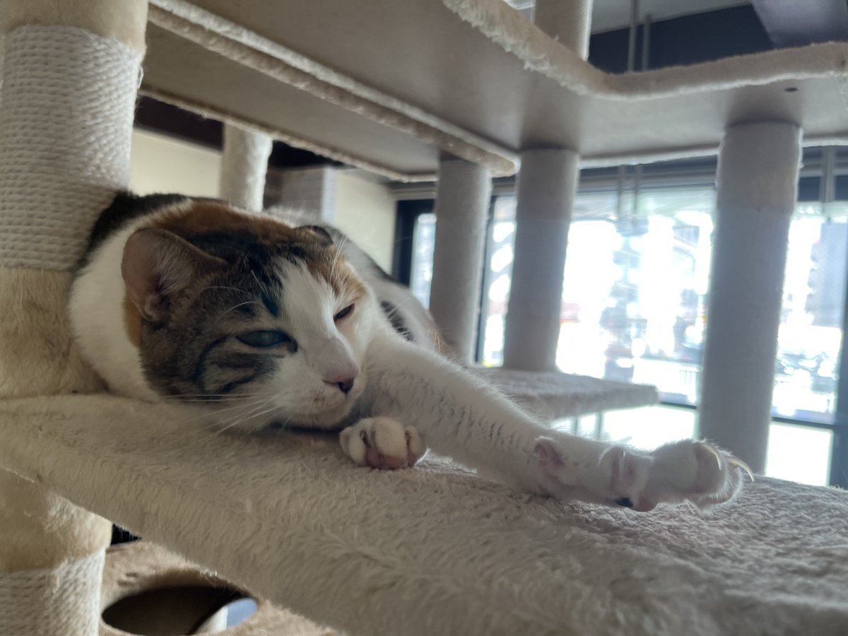 横浜猫カフェミーシスCat Cafe Miysis tweet media