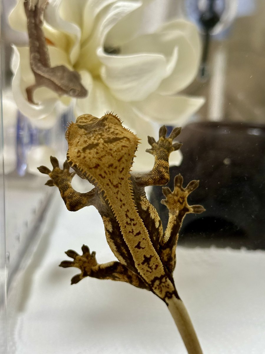 JJ201380284's tweet photo. 昨夜のご飯中。
ちびっ子に興味津々なキュイ(1 号)
間も無く 1 才🦎
#クレステッドゲッコー
#cuit https://t.co/fyseM6r6fM