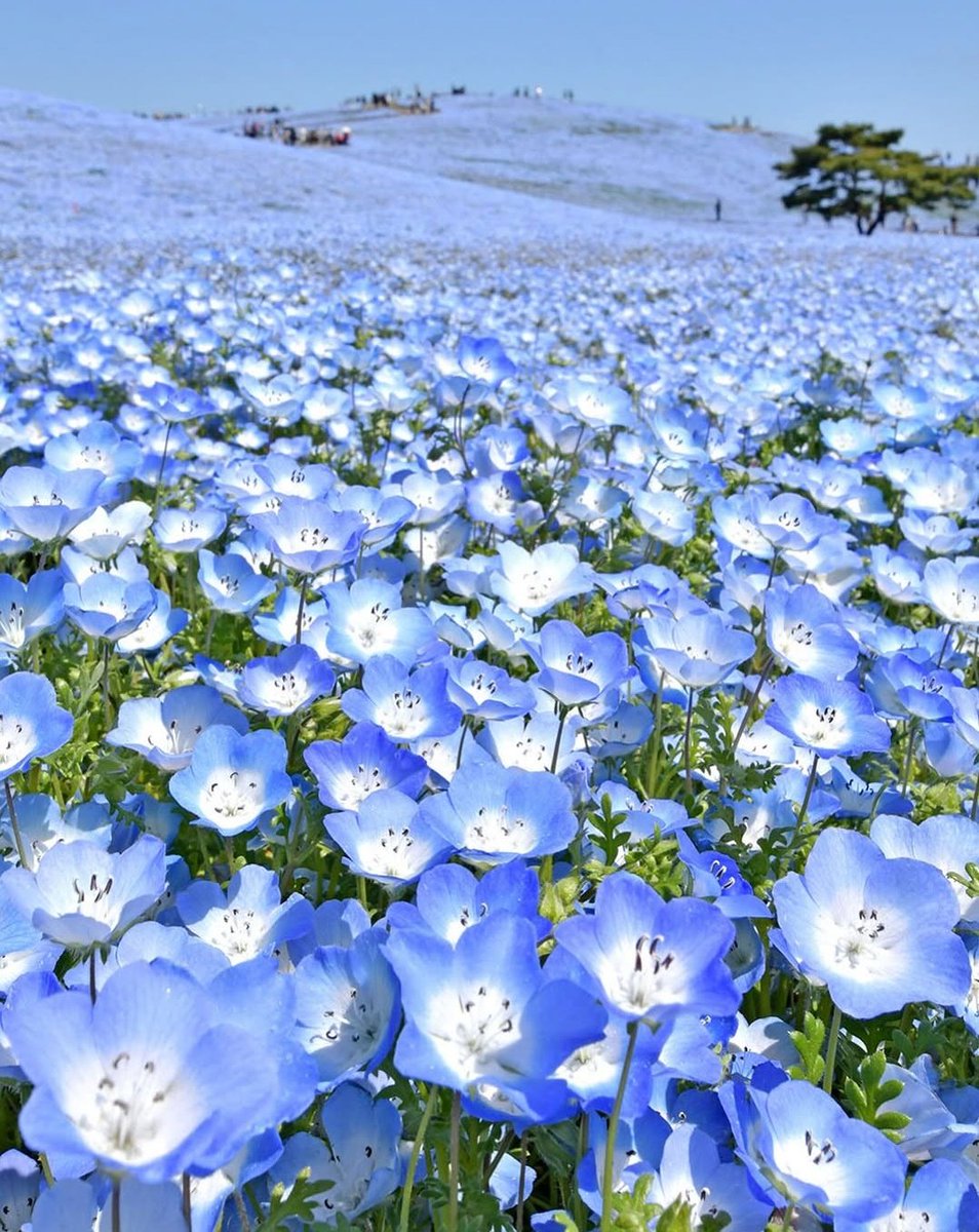 ちはるん tweet media