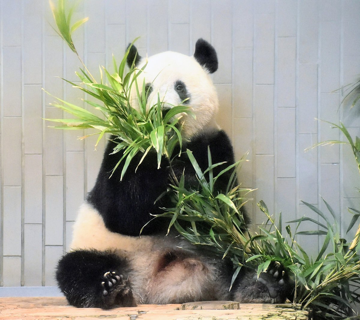 ヒカリ tweet media