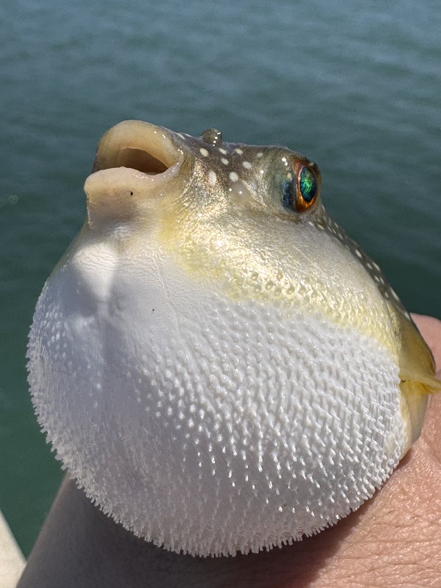 ﾘﾛ氏/LiloSHI tweet media