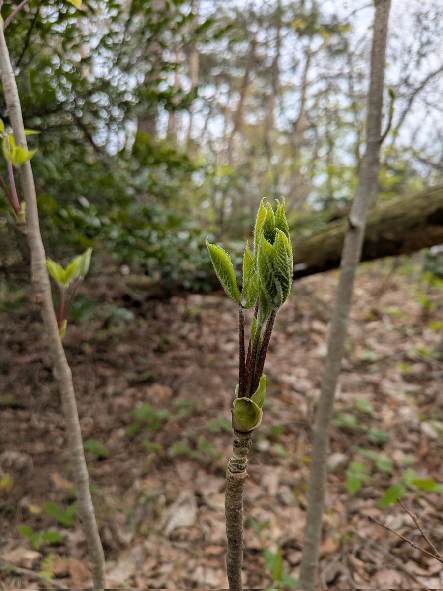 コシアブラの木がいっぱいあるとこを発見。