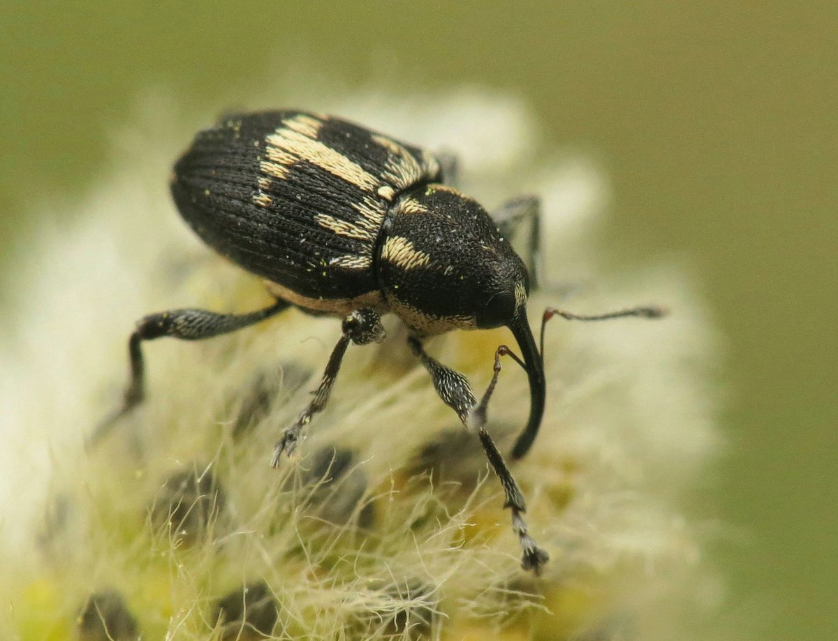 Panjan1972's tweet image. Kruisdragend wilgensnuitkevertje (Archarius crux) in het Enterveen. #ElkeDagEenInsect #snuitkever #insect #macro #nature #natuurfotografie