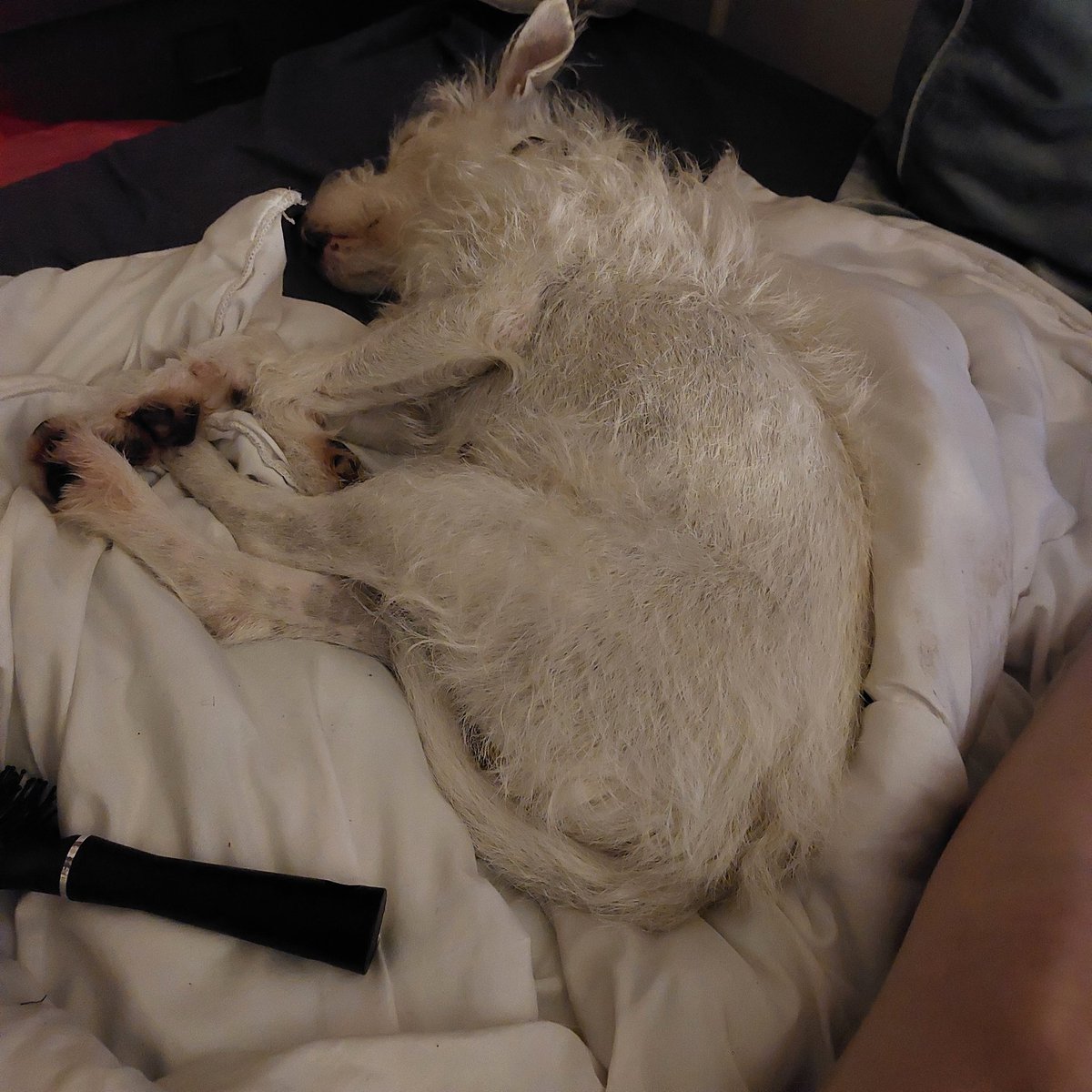 JacquelineCabl9's tweet photo. @TheMeldrew Morning 
We had #2amclub as a fox was in garden 
Ffs
It ripped my tool belt apart as probably had dog treats in one of pockets 
😆 https://t.co/HZMj3zctWJ