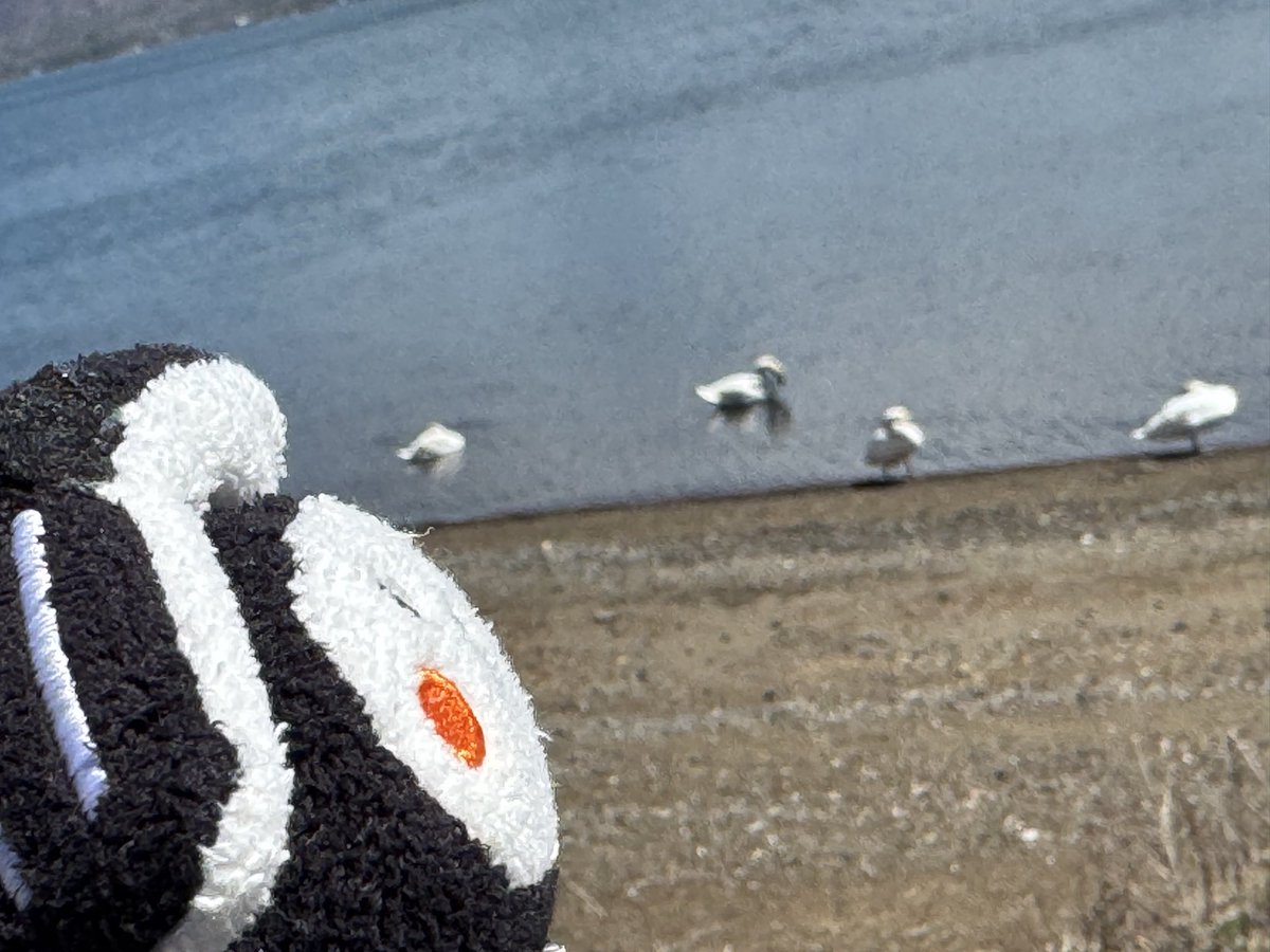 山中湖にきたよ。ここも外国かな？日本人いる？すれ違う車が８割は、わナンバー

#とち介 #ぬい撮り