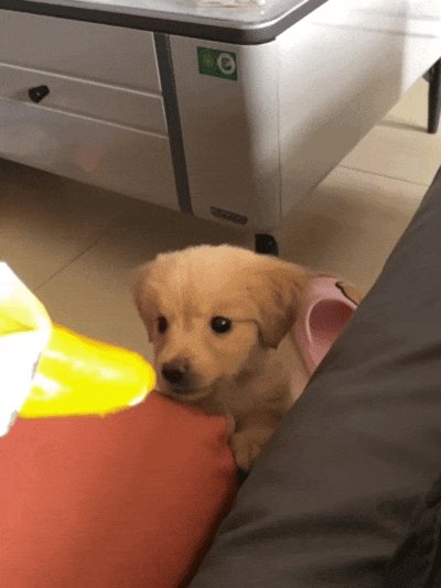 ibrahim96307530's tweet photo. Watching my pup go from tiny, clumsy puppy pounces to confident adult walks  Every wag, yawn, and messy meal is a memory I’ll never skip. #PetGrowthMoments https://t.co/aNr9fn9Zb3