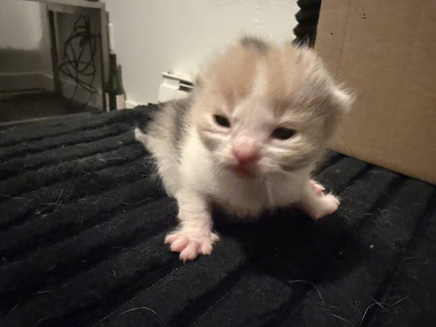 cats 🐈 tweet media